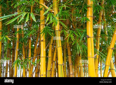 Close Up Of Bamboo Trees In Garden Selective Focus Stock Photo Alamy