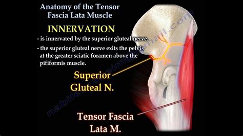 Tensor Fasciae Latae Anatomy