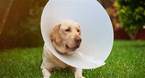 Dog Cone Alternatives That Actually Work Great Pet Care