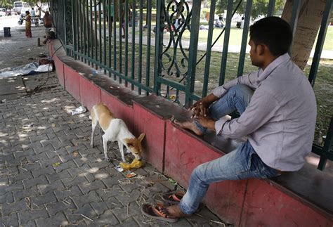 The snakes can bite you. India feral dogs kill children in attacks around Sitapur ...