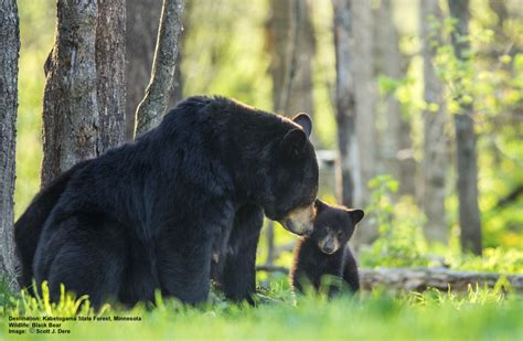 How To Photograph Black Bear In The Forest Safely — Destination Wildlife