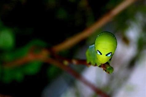 10 Insects That Look Like Aliens Bit Rebels