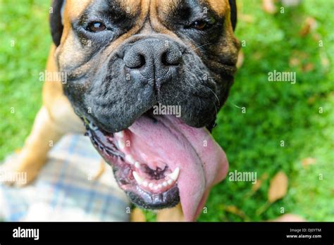 Purebred Boxer Dog With His Tongue Out And His Mouth Open Against A
