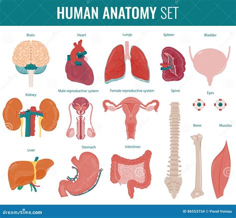 Organi Interni Umani Insieme Di Anatomia Vettore Illustrazione
