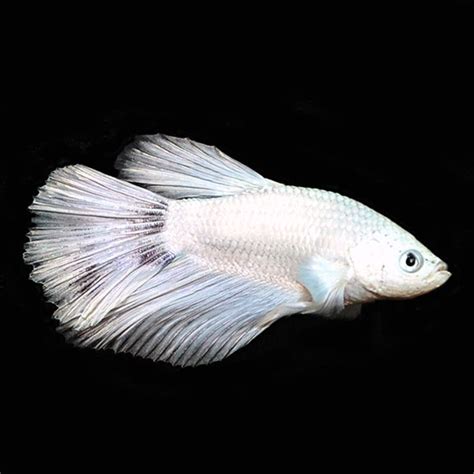 White Half Moon Betta Male Tropical Fish For Freshwater Aquariums