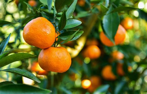 How to Grow Healthy Citrus Trees | Katek Fertilizers