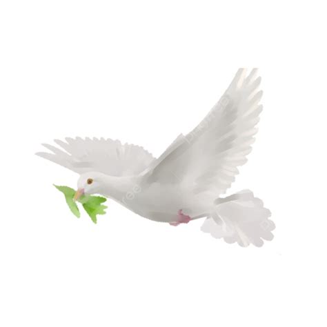 White Dove Png Picture Png All Png All