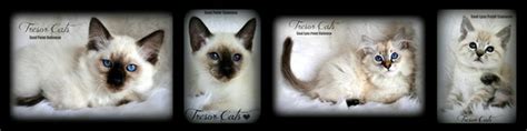 Tresor Siamese And Balinese Cats And Kittens For Sale In California Ca