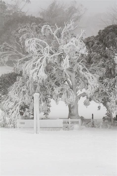 Aussie Winter Wonderland Selwyn Snowfields Snowy Mountai Flickr