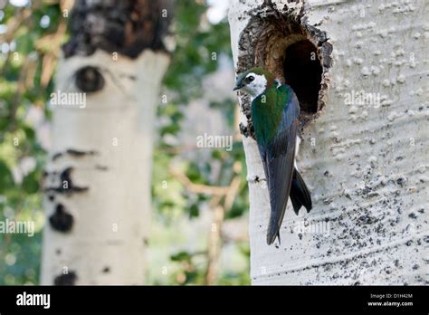 Violet Green Swallow At Nest Cavity In Aspen Tree Birds Bird Songbird