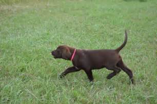 Check spelling or type a new query. Chocolate with white on chest labrador puppies