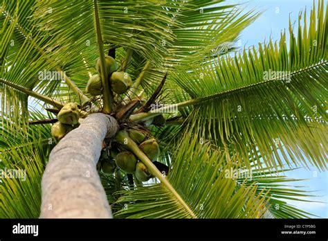 Landscape Looking Up A Coconut Tree Showing Coconuts And Branches