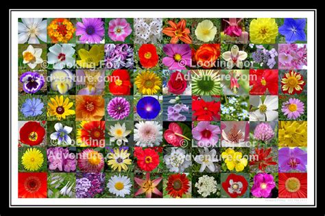 A list of names in which the categories include flowers. 70 Flowers Named Photo Collage Poster