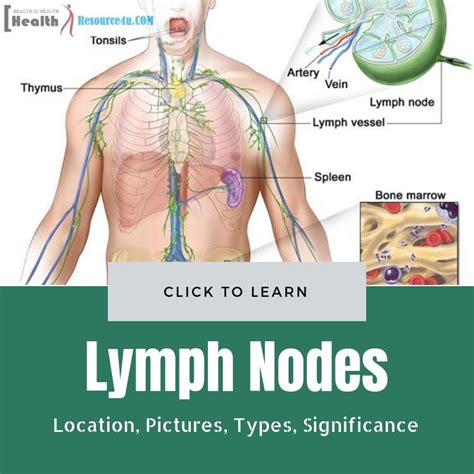 Lymph Nodes Location Pictures Types Significance Lymph Nodes