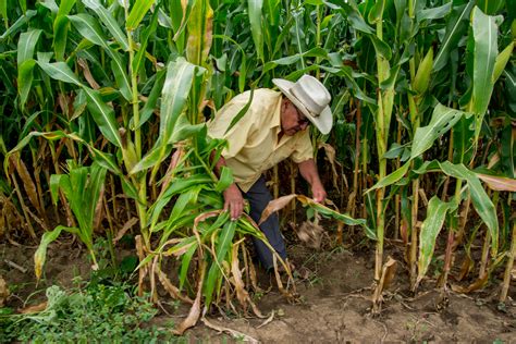 Morelos Nutre Sus Suelos Secretar A De Agricultura Y Desarrollo Rural