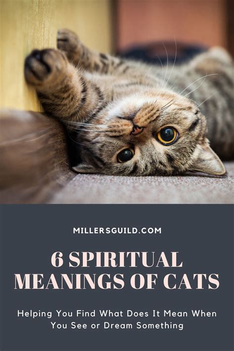 6 Spiritual Meanings Of Cats