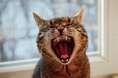 Funny Cat With An Open Mouth — Stock Photo © Mikhailkayl 100787734