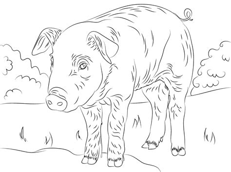 Desenhos De Porcos Para Imprimir E Colorir Educação Online