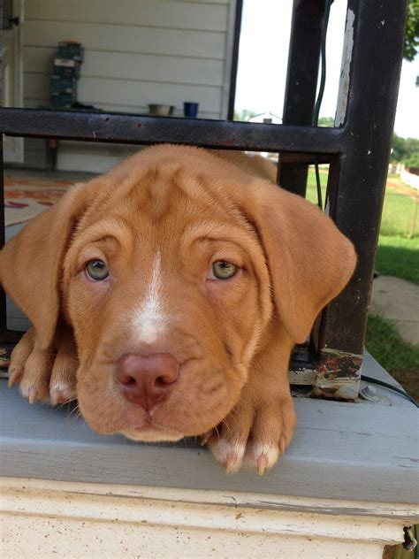 Chocolate Lab Pit Mix Puppies Red Nose Pitbull Lab Mix Dog Gallery