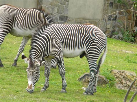 Grevys Zebra At Chester Zoo 110611 Zoochat