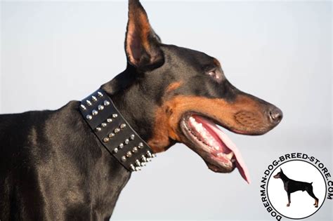 Extra Wide Doberman Leather Dog 【collar】 With Spikes And Studs