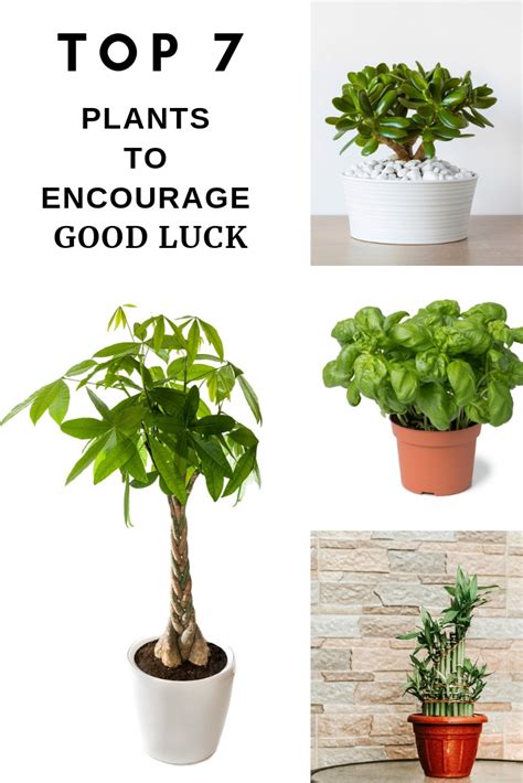 Top 7 Plants To Encourage Good Luck Gardening Know Hows