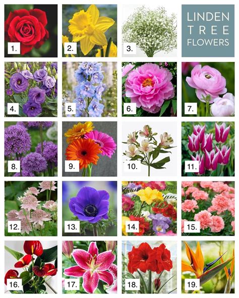 Flowers Name List Of Flower Names For Creativity The World Of