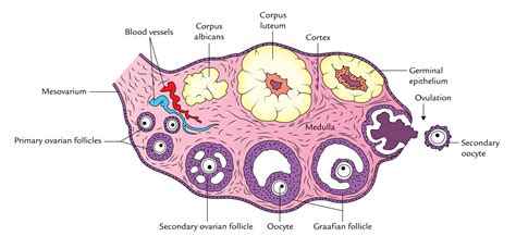 Irresti Cortical Region Of Ovary