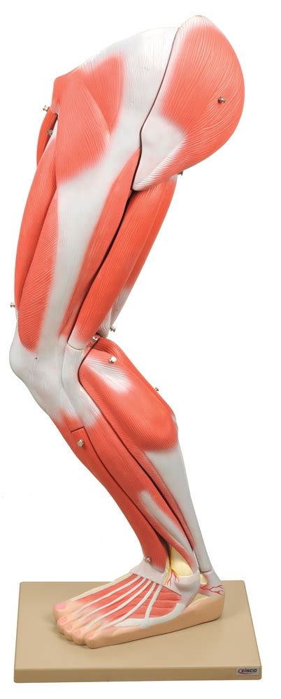 Ligaments connect one bone to another, while tendons connect muscle to bone. Numbered Muscle Leg Model, 9 part