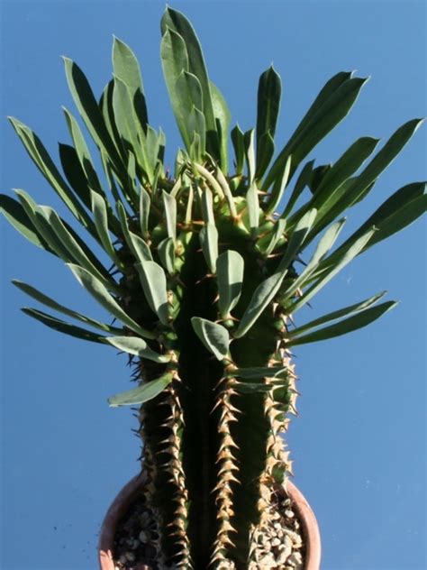 Euphorbia Abyssinica Desert Candle World Of Succulents