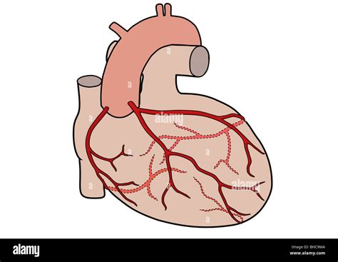 Arterias Coronarias Fotos E Imágenes De Stock Alamy