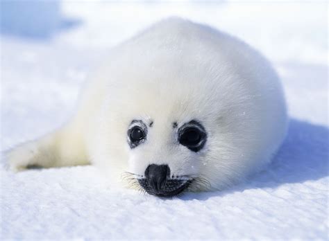 Harp Seal Facts Pagophilus Groenlandicus