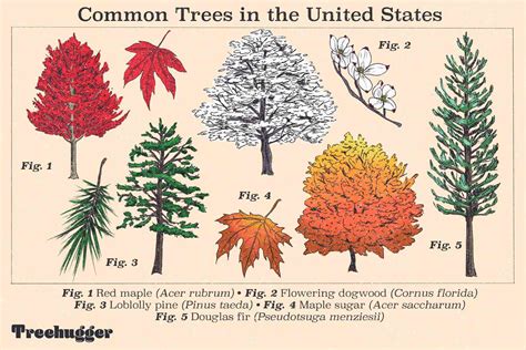 Ten Most Common Trees In The United States