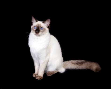 The Balinese Cat Breed Maryland Pet