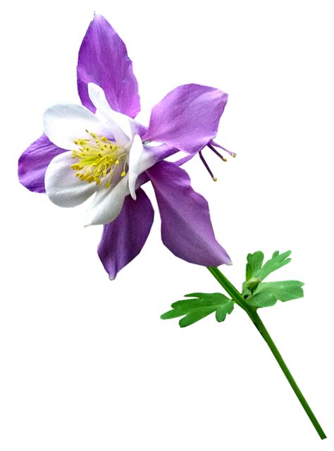 Purple Flower · Free Photo On Pixabay