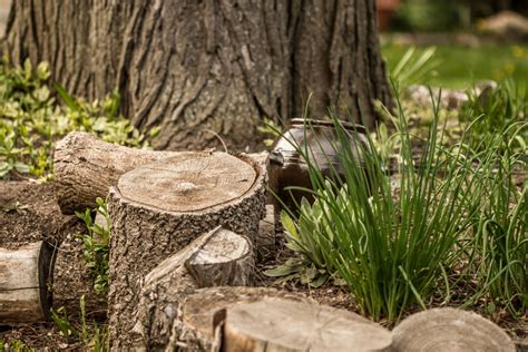 4 Ways To Remove A Stump Every Day Home And Garden