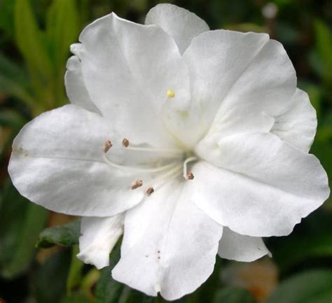 Types Of Beautiful White Flowers Flowers Guides