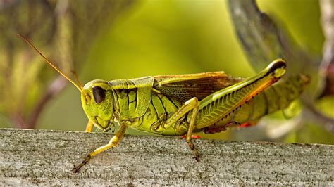 Cricket (insect) facts for kids. Crickets - ALM Exterminating - Termite and Bed Bug Specialist