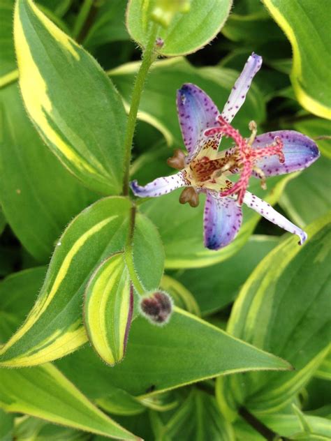 Toad Lily Variegated Live Tropical Plant Shade Garden Tiny Purple