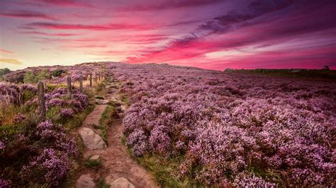Beautiful Pink Flowers Field Under Light Pink White Clouds Sky During