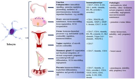 Life Free Full Text Telocytes In The Female Reproductive System Up