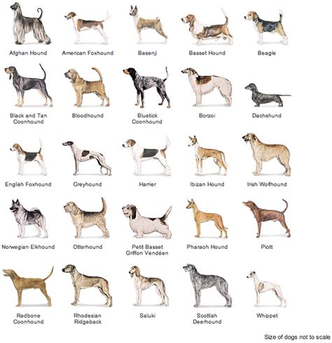 What Are Several Different Groups Of Dog Breeds Hounds
