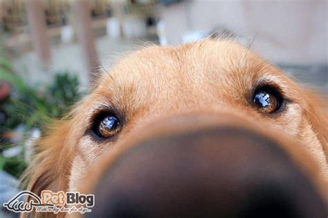 Your Dog Has Pink Spots On Their Noses Here Are Reasons As To Why