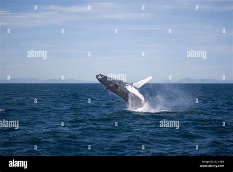 Humpback Whale Megaptera Novaeangliae Reykjavik Iceland Stock Photo