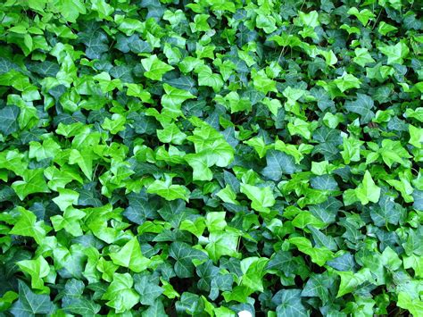 Ivy Ground Cover I Just Loved All The Shades Of Green Matt And Diane