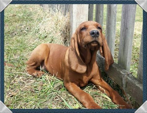 Ukc Registered Redbone Coonhound Pup 4 Months Old For Sale In Jackson