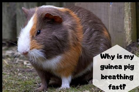 Panting is fairly rare with felines, even under these circumstances. Why is my guinea pig breathing fast? (Causes, Signs & Remedy)