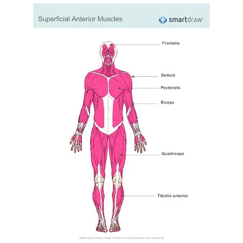 Which Two Structures Make Up The Muscular System