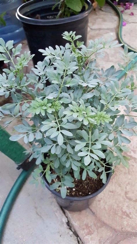 Ruda Plant Common Rue Herb Of Grace 1 To 2 Feet Tall Ship Etsy