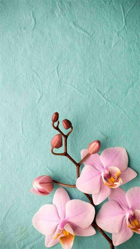 Pink Flower Cellphone Wallpaper 2020 Cute Wallpapers